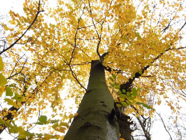 Autumn