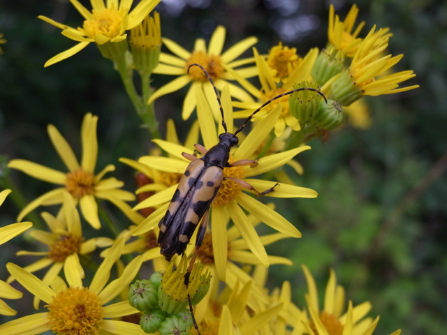 Beetle