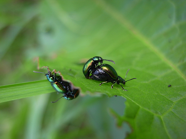 Bugs