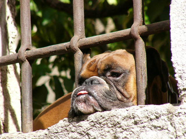 Dog