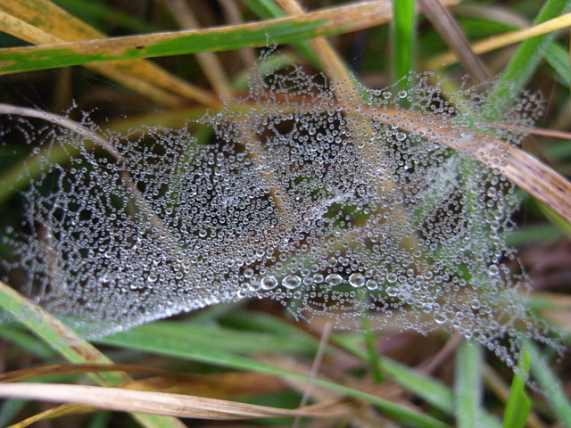 Drops