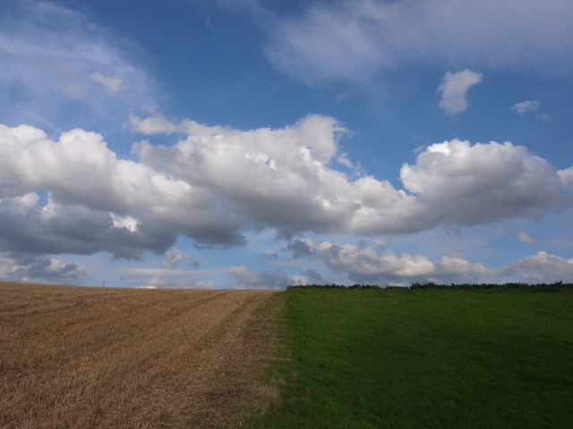 Field
