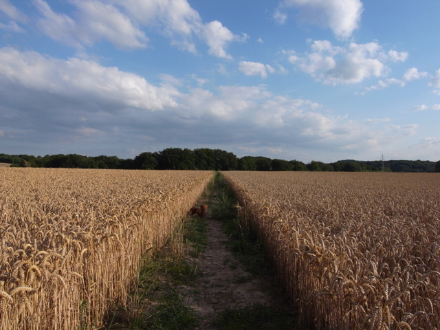 Field