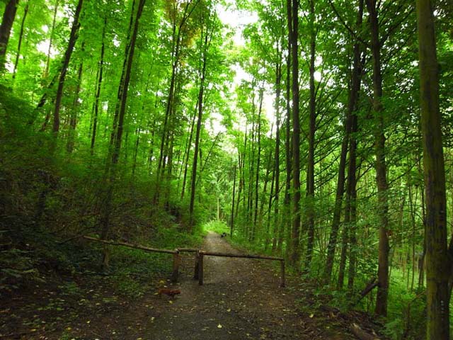 Forest