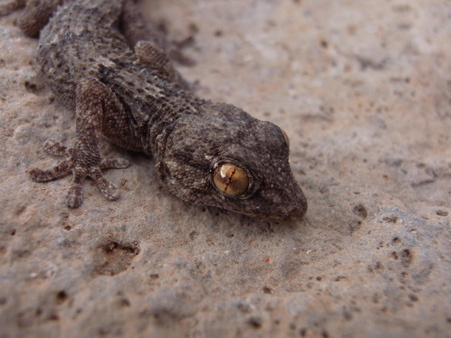 Gecko