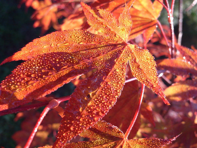 Maple
