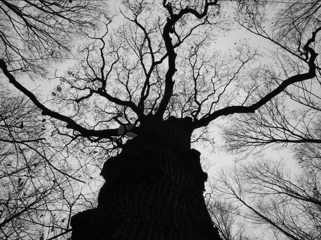 Old_tree