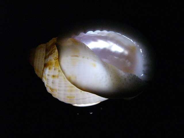 Shell