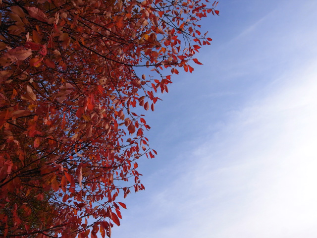 Sky